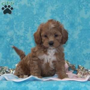 Kitty, Shih-Poo Puppy